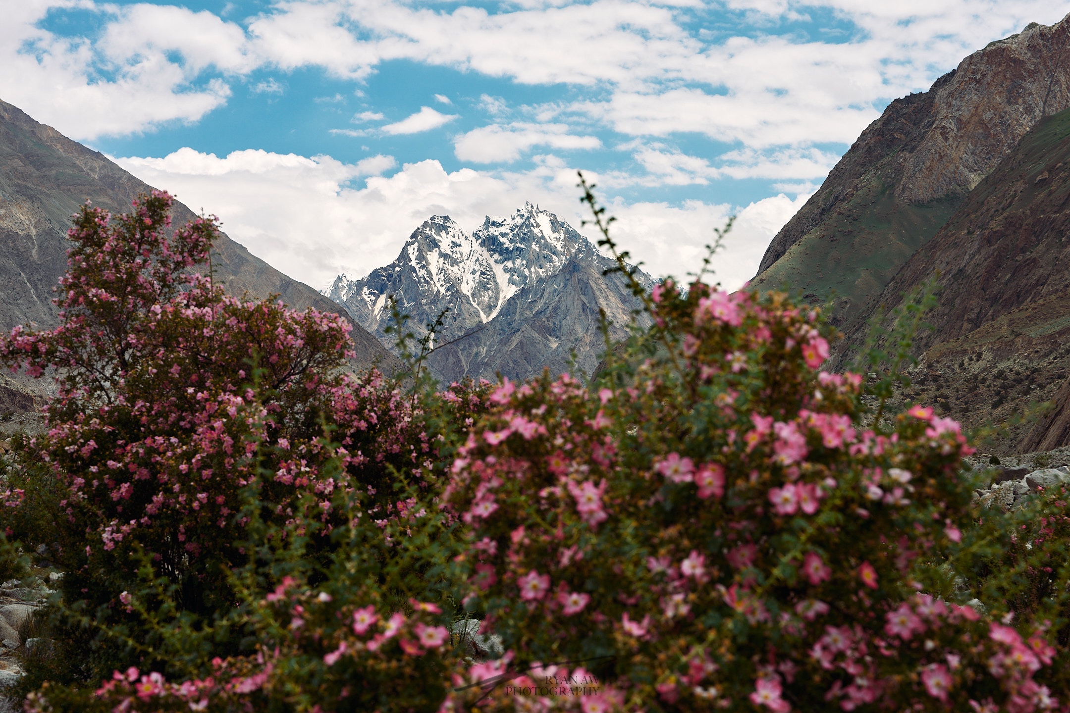 A photo of a mountain in Pakistan with cherry blossom flowers still in bloom in the foreground
