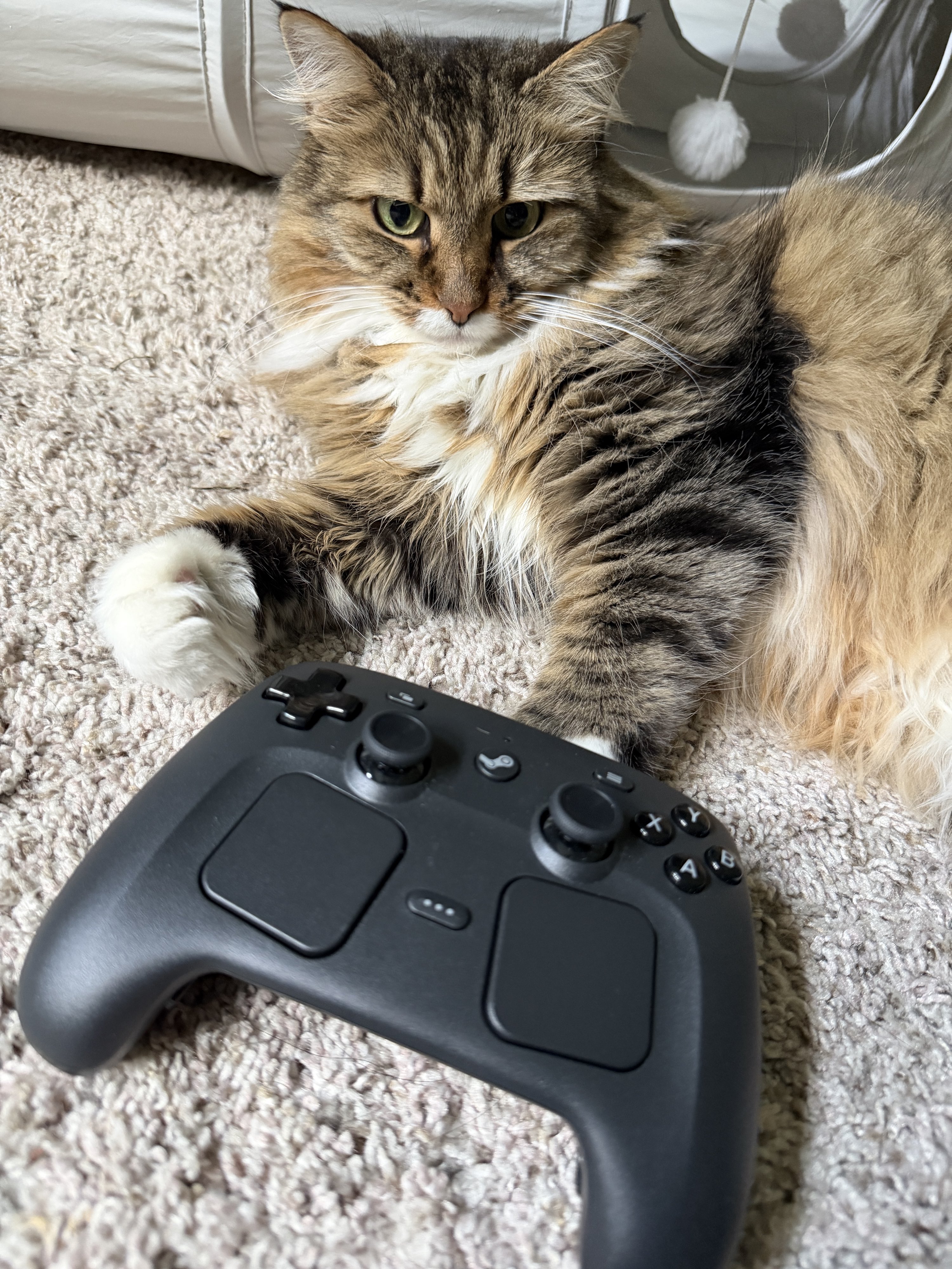 A photo of my cat posing with the Steam Controller