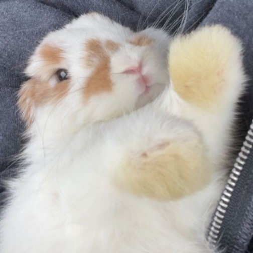 토끼묘묘's avatar